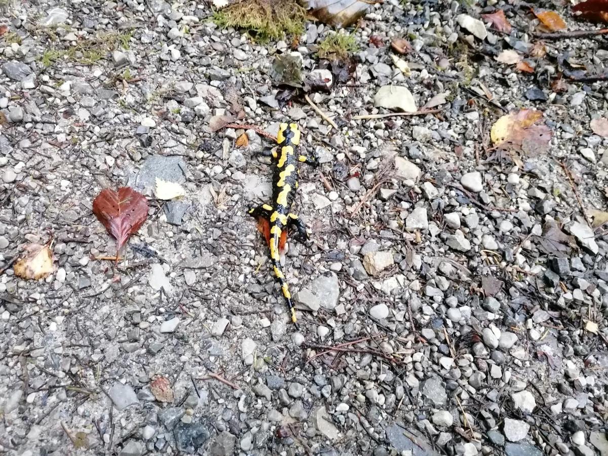 Ferienhaus Region Tegernsee ميسباش المظهر الخارجي الصورة